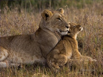 Lion Baby with Mother Oil Paintings